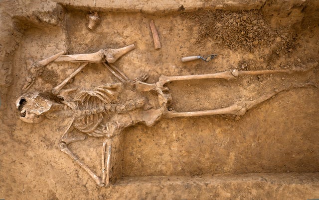 A human skeleton found at the site of the Battle of Waterloo