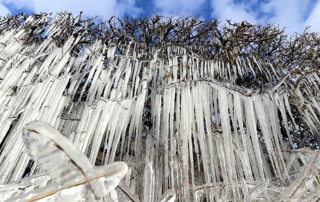 Icicles form on a hedgerow near Ashford in Kent