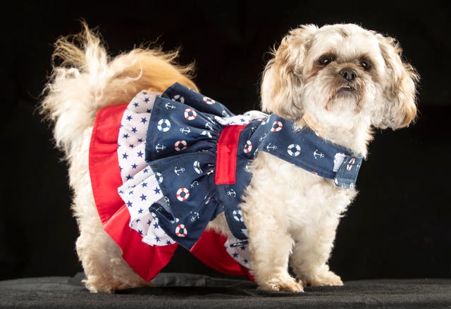 Bella the Shih Tzu wearing a maritime themed dress