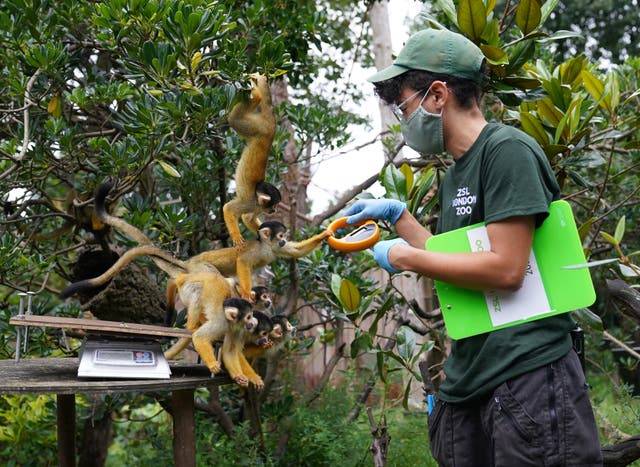Keeper Rowan Swainson with squirrel monkeys during the annual weigh-in at ZSL London Zoo
