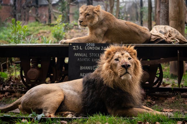 Asiatic lions at ZSL London Zoo
