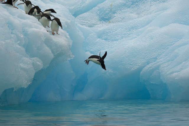 Penguin breeding season