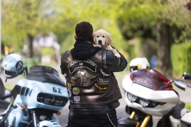 Kian, a 10-week-old golden retriever, meets Harley-Davidson rider Dave Brace in Kidderminster