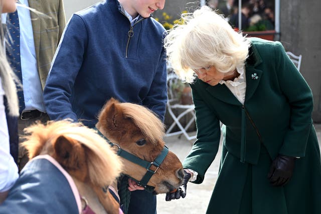 Camilla with Shetland ponies