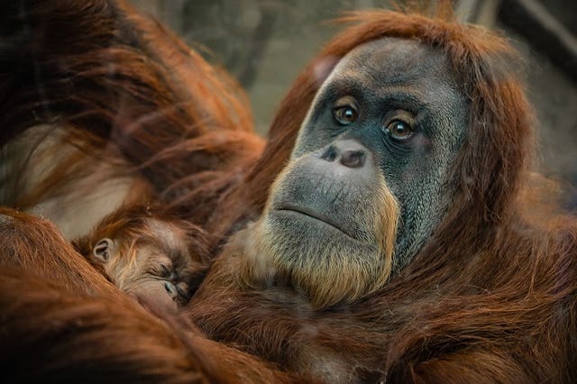 Baby orangutan born