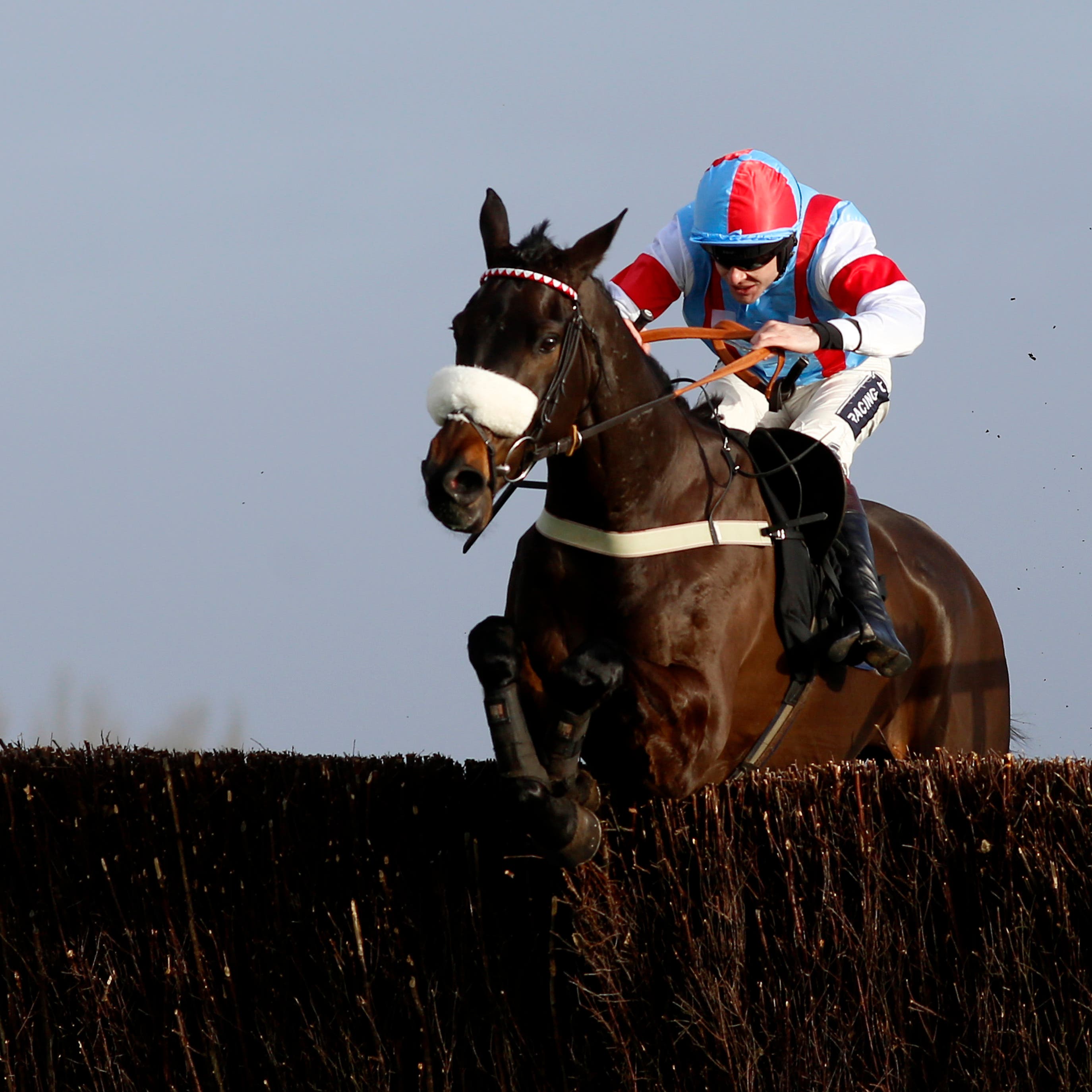 Saint Calvados could head for the Ladbrokes Dublin Chase at Leopardstown