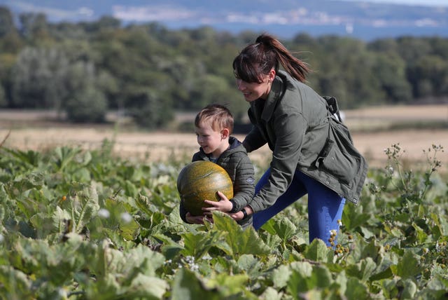 Pumpkin fields