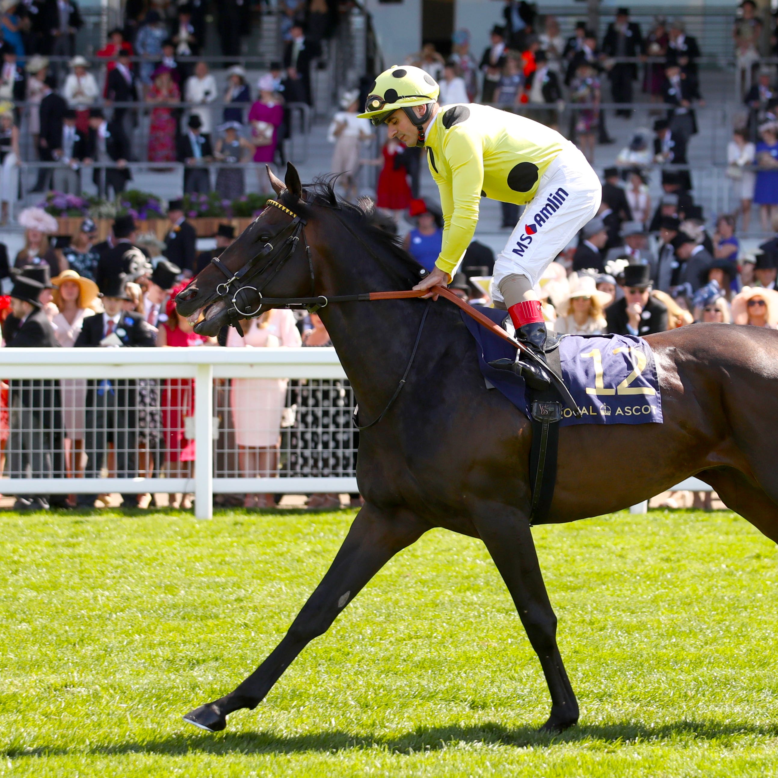 Laugh A Minute might not run at Ayr