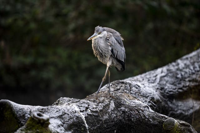 A grey heron treads carefully on an icy branch in Morden Hall Park in south London