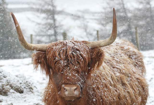 Highland cattle in Durham during a snow blizzard (Owen Humphreys/PA)