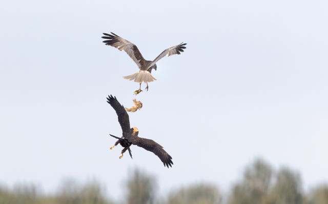 A marsh harrier male parent passing food to a juvenile