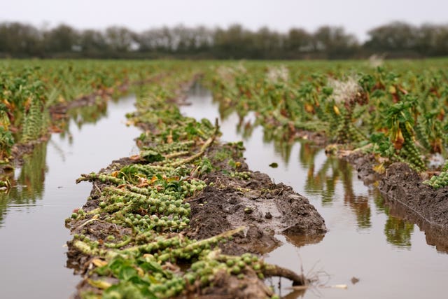 A flooded field of brussels sprouts