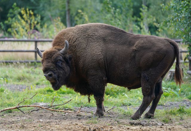 A bison (Gareth Fuller/PA)