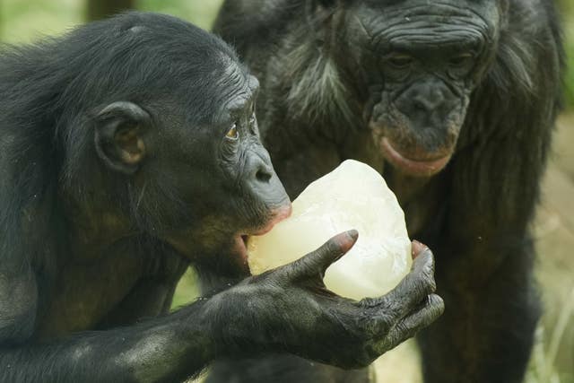 Two monkeys enjoy an ice block