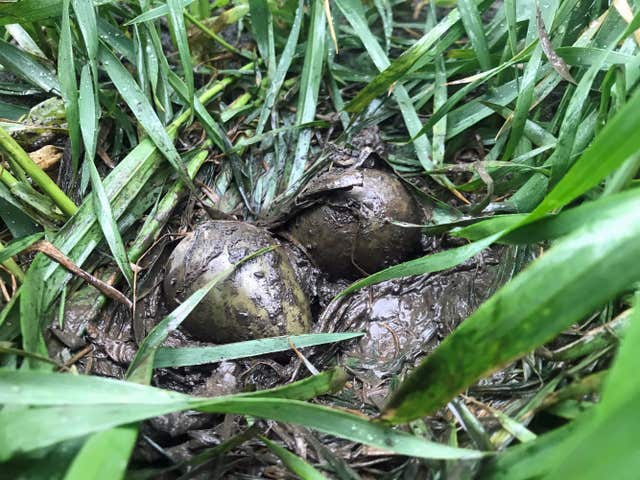 Some of the black-tailed godwit eggs were found stuck in mud in farmland (Louise Clewley/WWT/PA)