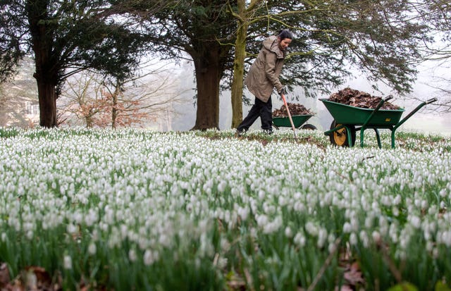 Senior gardener Andrea Topalovic Arthan clears a path around the first snowdrops of the season at English Heritage’s Audley End House and Gardens in Saffron Walden 