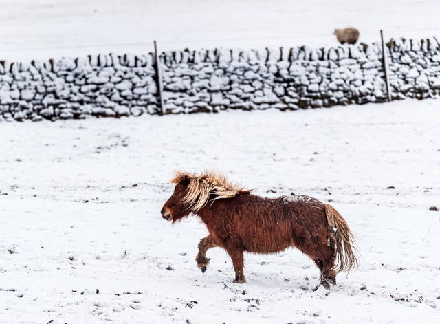 A pony plays in the snow near Millhouse Green