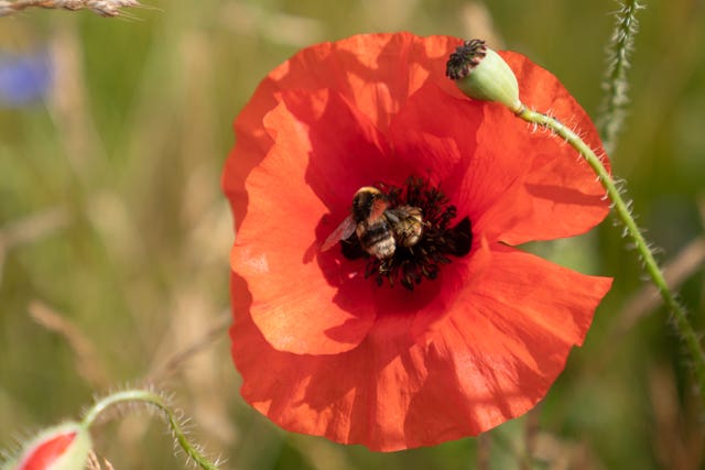 A bee collects pollen from a red poppy in a field