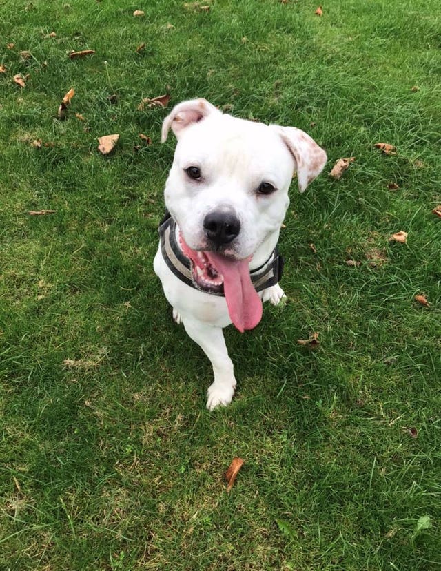 American bulldog Finlay