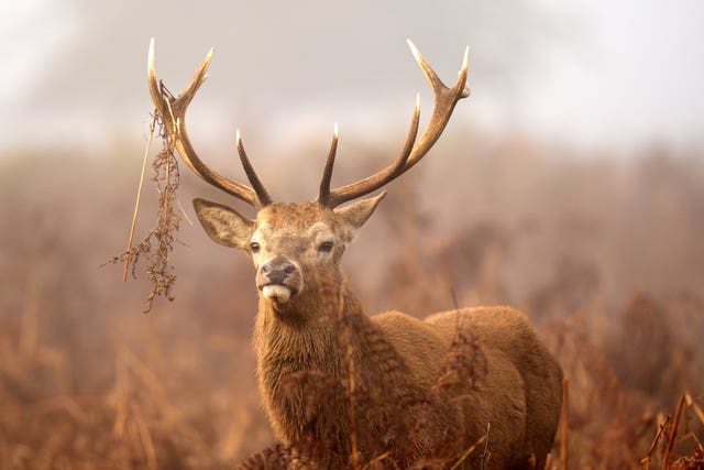 A red deer stag