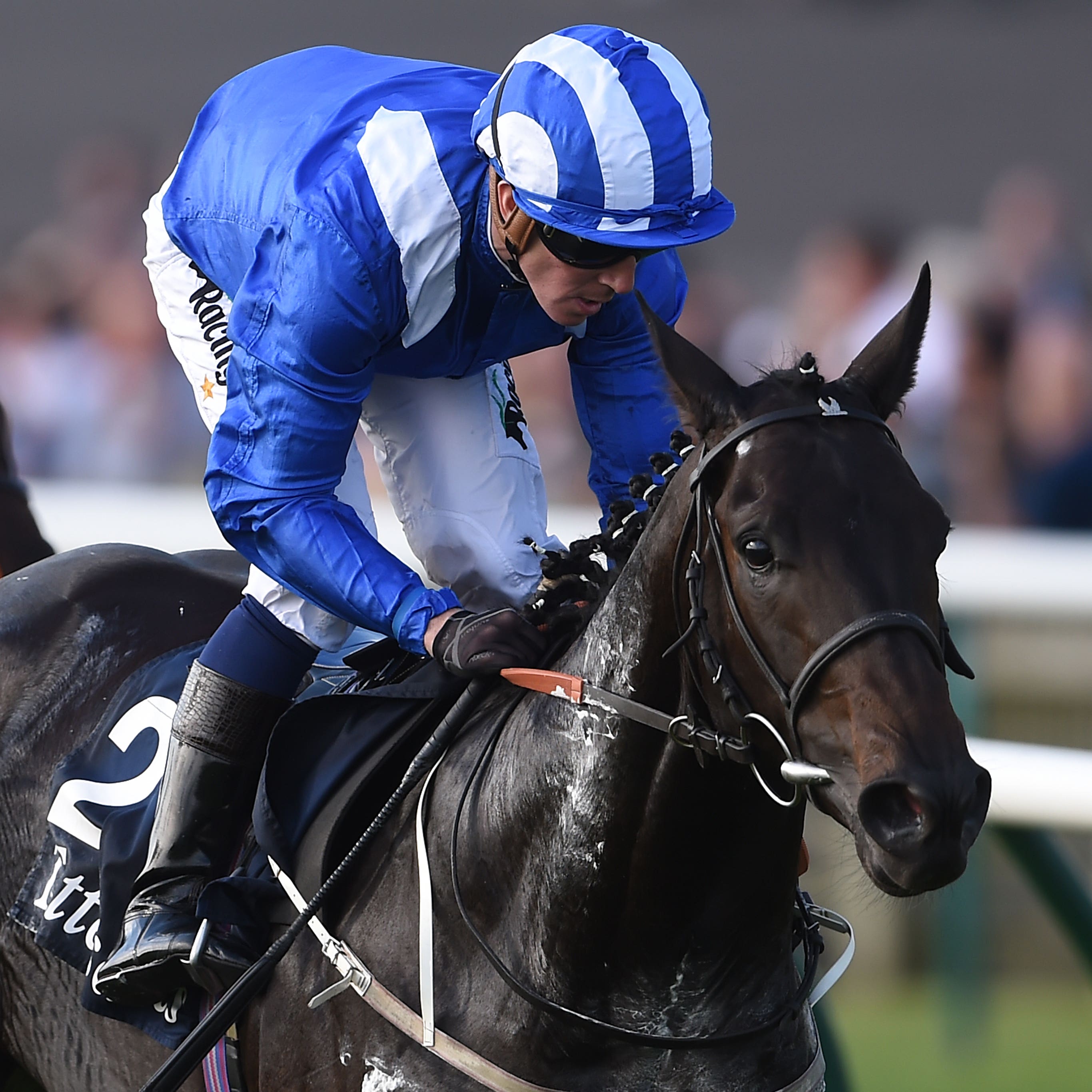 Elarqam runs in the Earl of Sefton Stakes at Newmarket