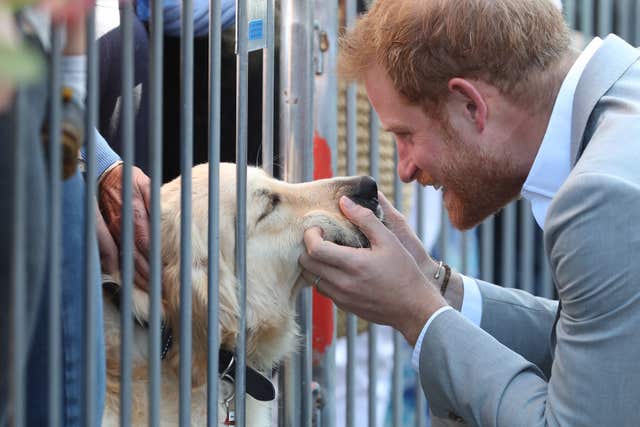 The Duke of Sussex meets a dog
