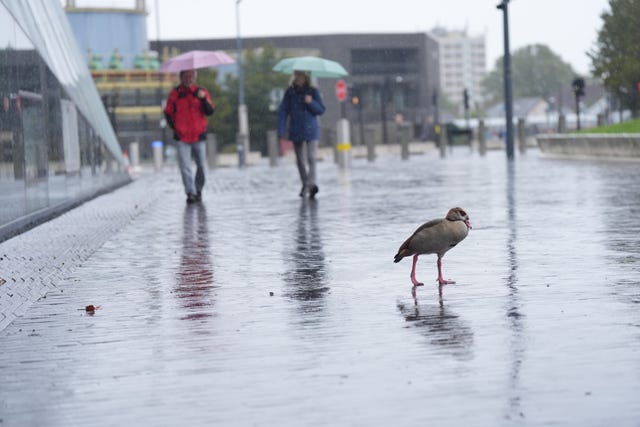 A duck enjoys a rain shower outside City hall, east London, after parts of England were lashed by heavy rain.