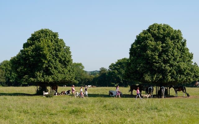 Dog walkers make their way past horses sheltering under trees on Basingstoke Common in Hampshire