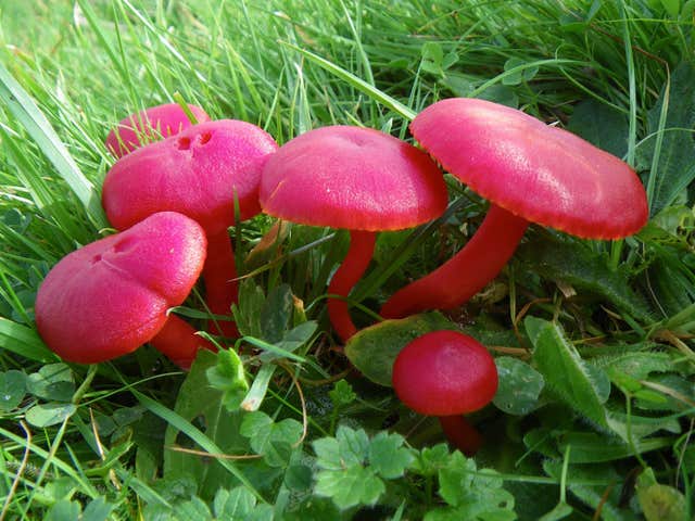 Grassland fungi