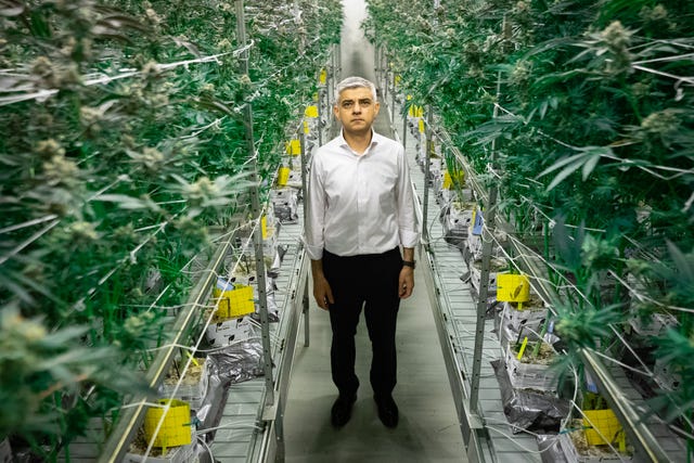 Sadiq Khan surrounded by cannabis plants at a licensed factory in Los Angeles