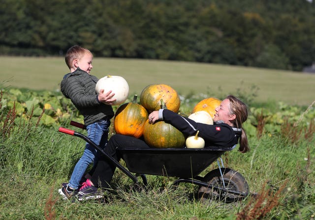 Craigies Farm pumpkin fields