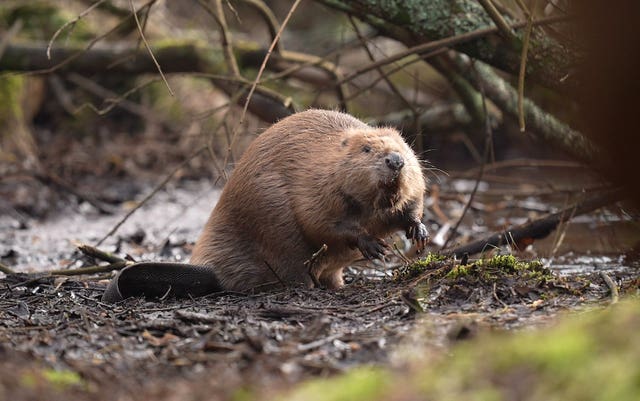 A beaver on muddy ground on the edge of a wet woodland