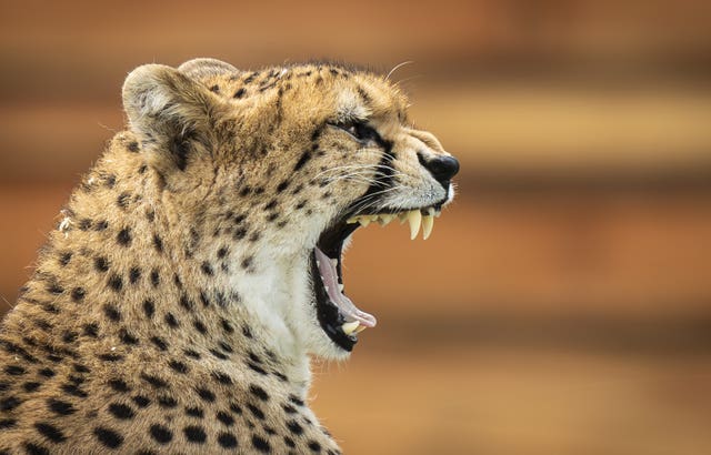 Cheetah Territory at Yorkshire Wildlife Park