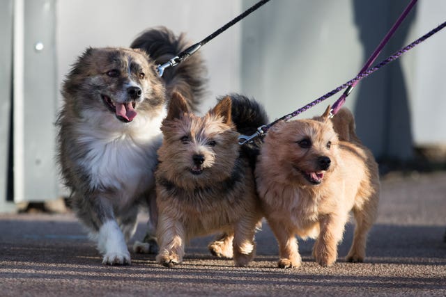 what day is terrier day at crufts 2019