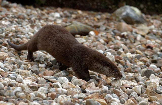 Otters released