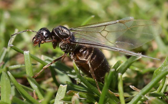 Flying ant