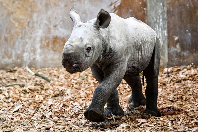 Baby black rhinoceros