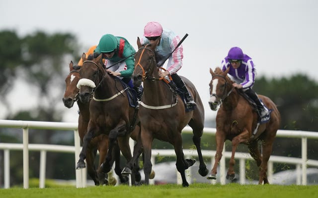 Purple Lily (second right) at Galway