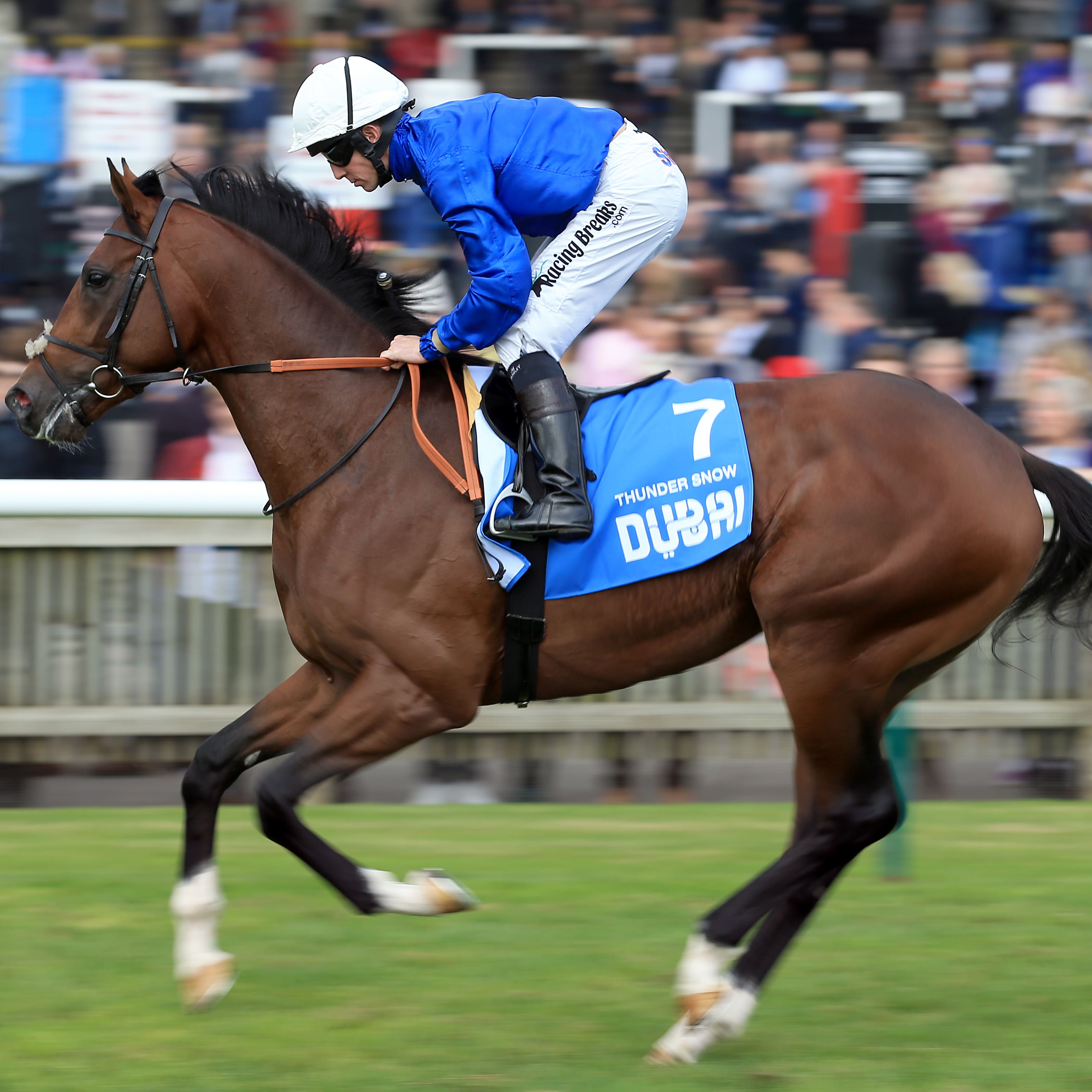 Thunder Snow will not be aimed at Royal Ascot