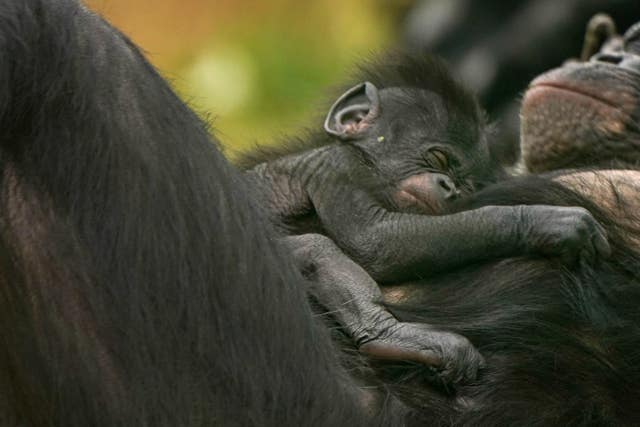 Baby Bonobo at Twycross Zoo