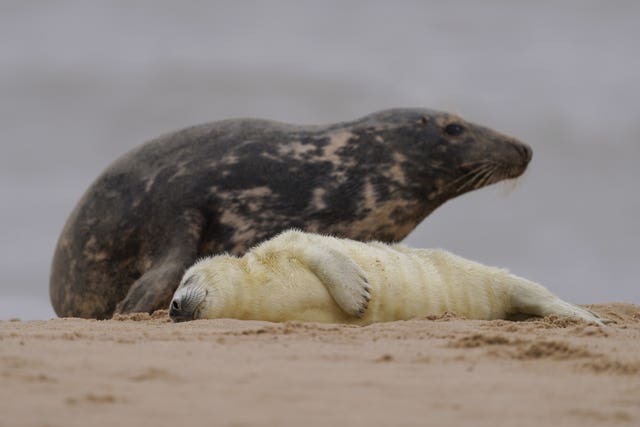 Grey seal pups