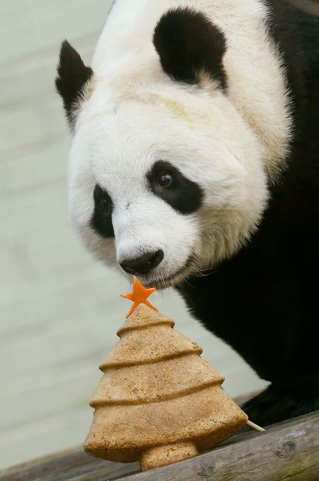 Panda celebrates Christmas in Edinburgh