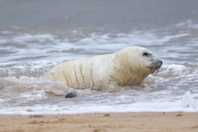 Grey seal pupping season