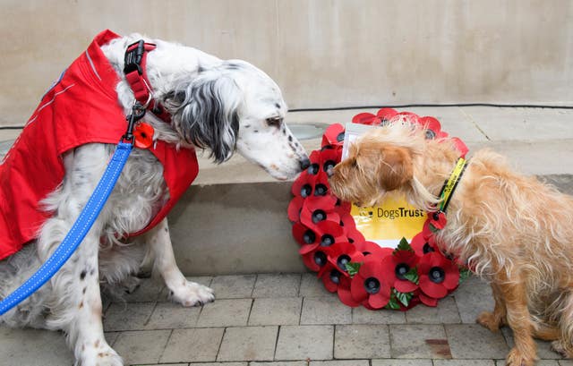 Pet tribute to Armistice day
