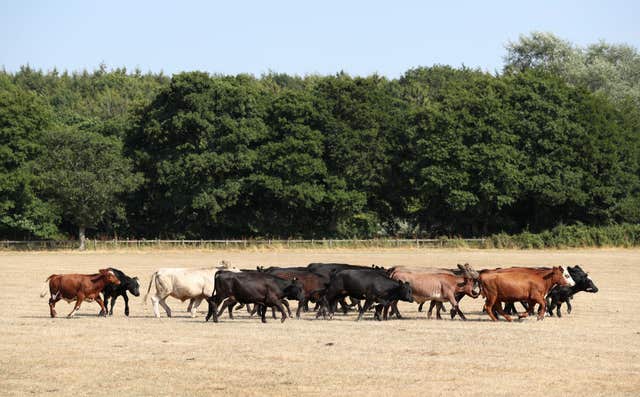 A herd of cows (Andrew Matthews/PA)