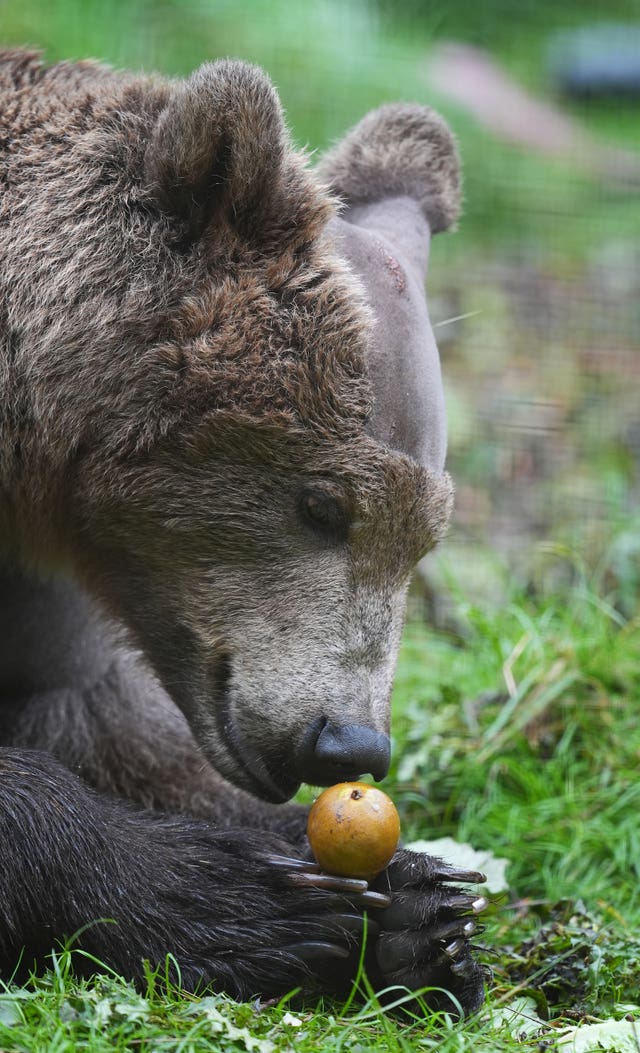 A close-up of a brown bear as its nose touches a piece of fruit which sits in its hands