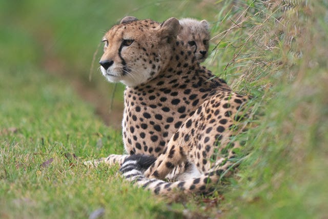 An 8-week-old cheetah cub, the first cub born at the park in ten years, explores her enclosure for the first time with her mother Kilima at Africa Alive in Suffolk. Picture date: Sunday October 3, 2021