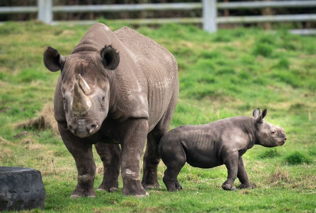 Endangered Black Rhino born at Yorkshire Wildlife Park